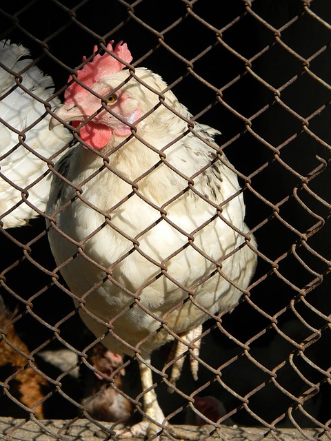 李政炫近9战场均22分4.9助攻，当选韩篮甲第二轮MVP